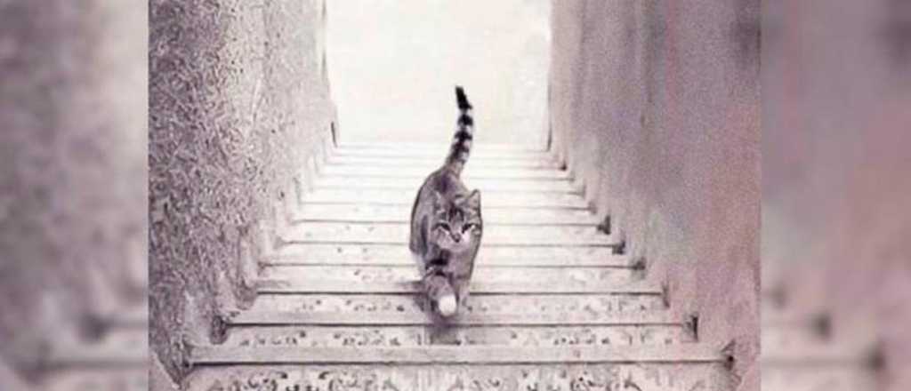 El test viral que develer&aacute; tu personalidad: &iquest;el gato sube o baja?