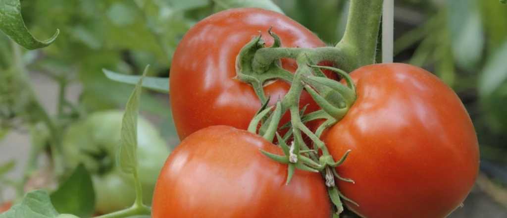 Las 8 mejores plantas para cultivar con tus tomates