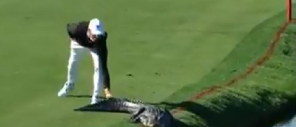 Video: un golfista sacó con la mano a un cocodrilo