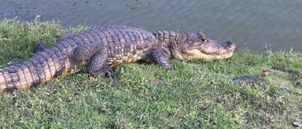 Video: un golfista sacó con la mano a un cocodrilo