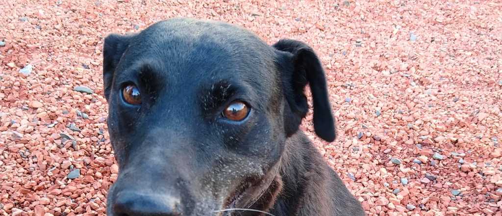 Conoc&eacute; los 5 mejores perros si busc&aacute;s compa&ntilde;eros