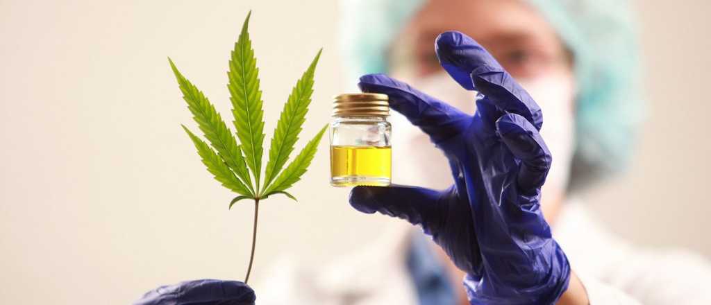 Quieren fomentar la producci&oacute;n de Cannabis Medicinal en Mendoza