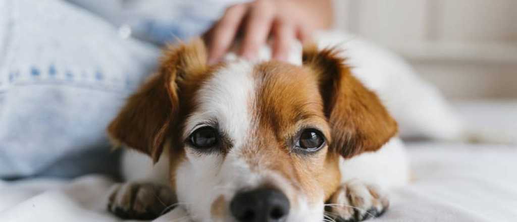 Cómo aprender el idioma canino para entender a nuestros perros