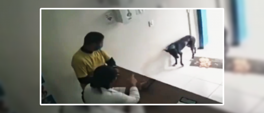 Video: un perro herido fue a la veterinaria por sus propios medios