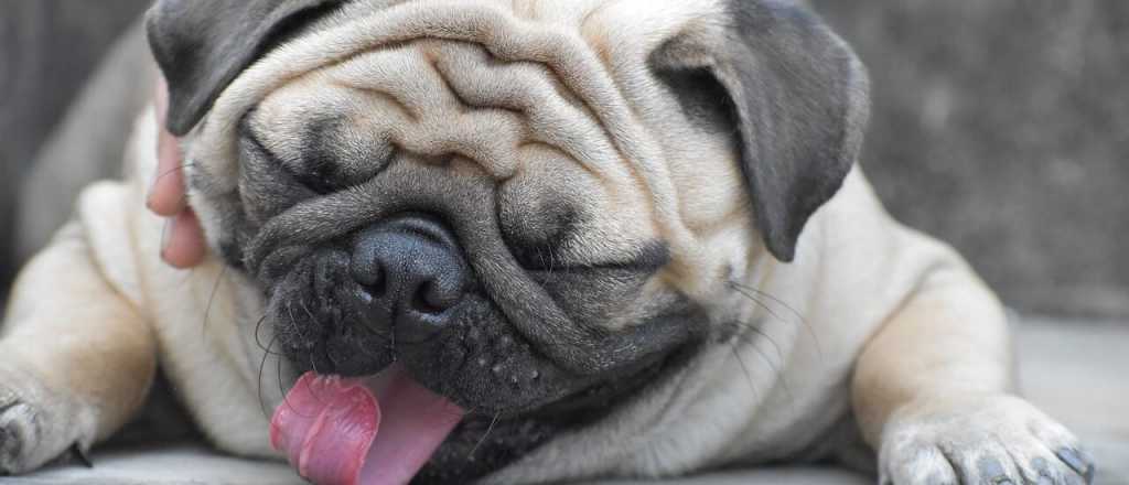 Cu&aacute;les son los perros m&aacute;s "vagos" y por qu&eacute;