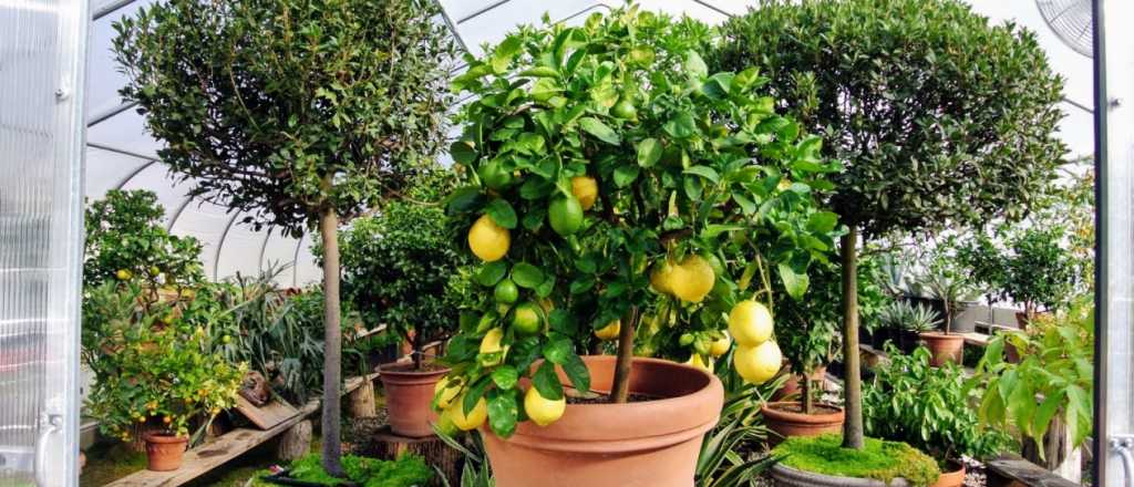 C&oacute;mo cultivar un limonero desde una semilla