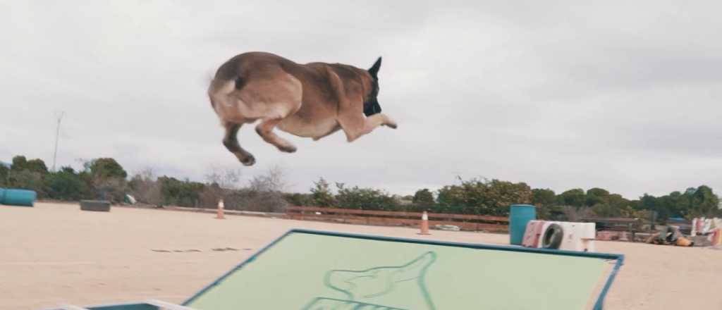 El increíble entrenamiento de este "perro volador"