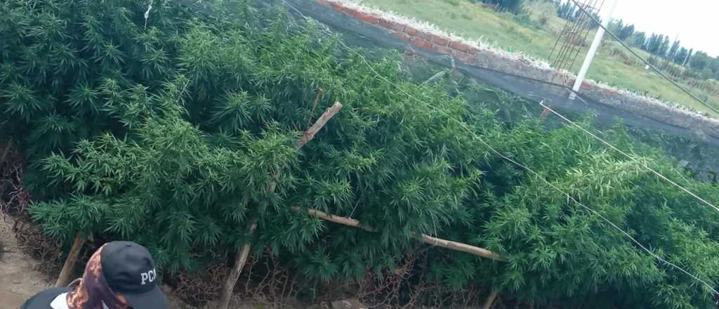 Descubrieron plantas de marihuana de dos metros en el Valle de Uco