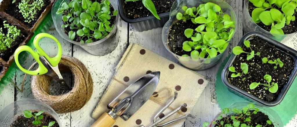 Estos son los 4 vegetales más fáciles para cultivar en casa