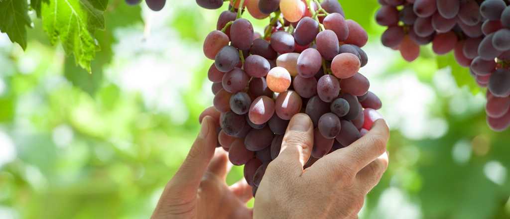 Brasil facilitará el ingreso de uva de mesa de Mendoza y San Juan