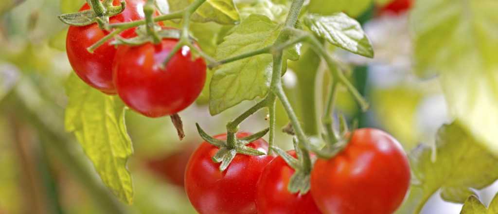 Lo que tenés que saber para cultivar tomates cherry en tu casa