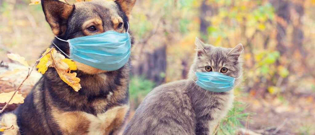 Rusia creó una vacuna anti Covid para  animales