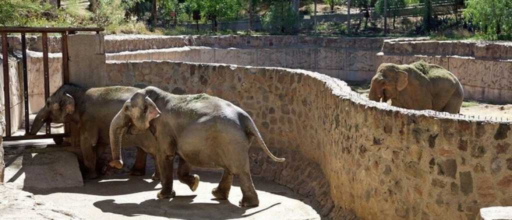 Dos elefantas de Mendoza se preparan para vivir en el Mato Grosso