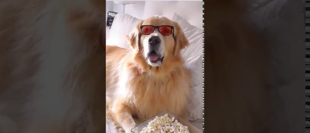 Milo, el perro Golden influencer que la rompe en TikTok