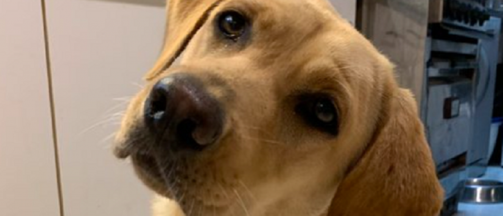 &iquest;Por qu&eacute; tu perro esconde la comida? 