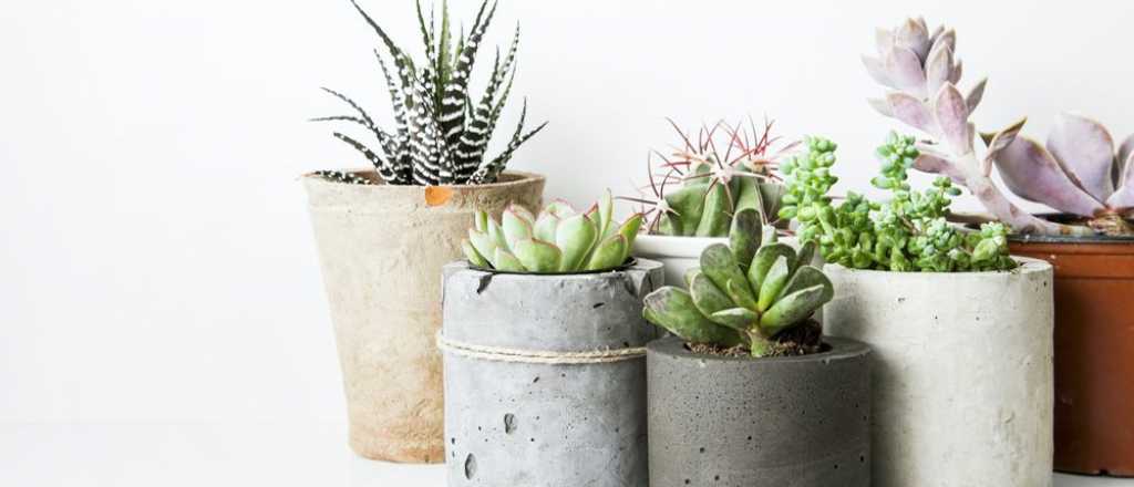 ¿Cómo saber si mi suculenta es de sol o de sombra?