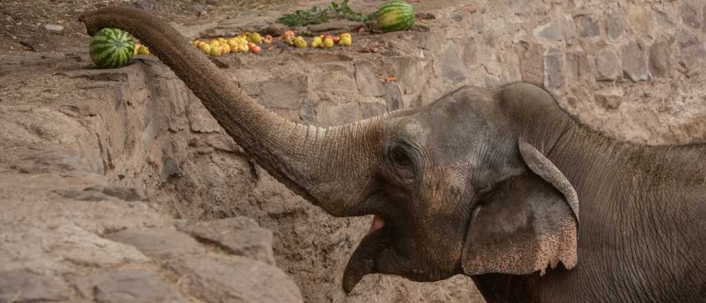 Santi Maratea ayudar&aacute; a llevar al elefante "mendocino" a Brasil
