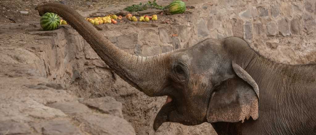 Así entrenan las elefantas del Ecoparque para ser llevadas a Brasil