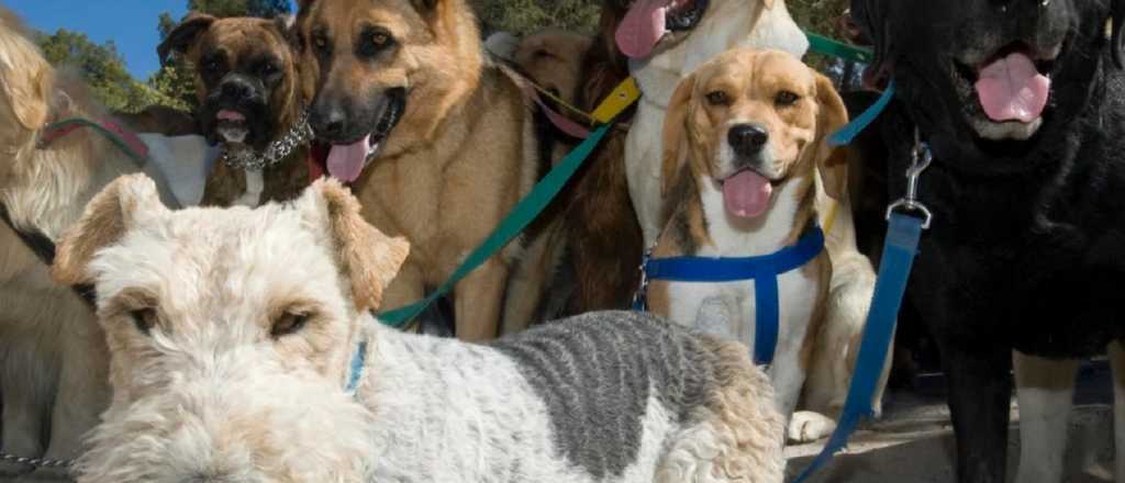 Estas son las 10 razas de perros más lindas según una fórmula griega