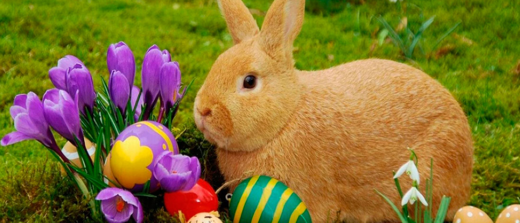 Le dieron un permiso especial de circulación al Conejo de Pascua