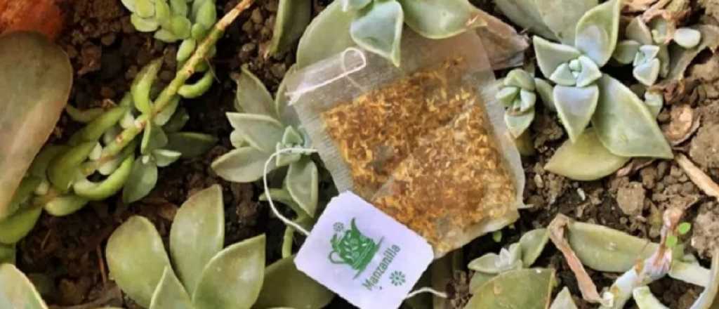 Por que plantar bolsitas de té usadas en el huerto o jardín