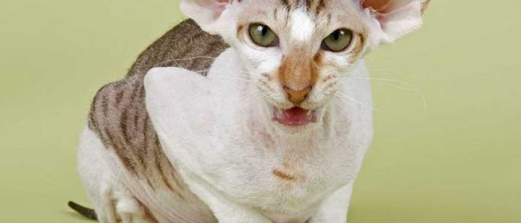 Los 8 gatos m&aacute;s raros y caros del mundo