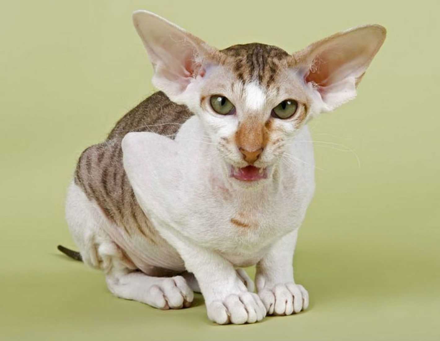 Los 8 Gatos Mas Raros Y Caros Del Mundo Mendoza Post