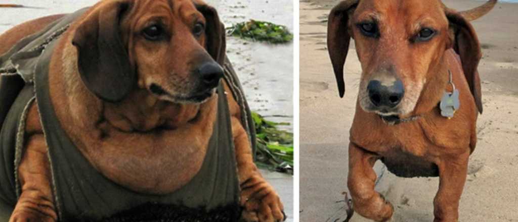 Perro salchicha venci&oacute; la obesidad e hizo un calendario