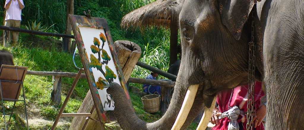 La dolorosa e indignante realidad de los elefantes pintores