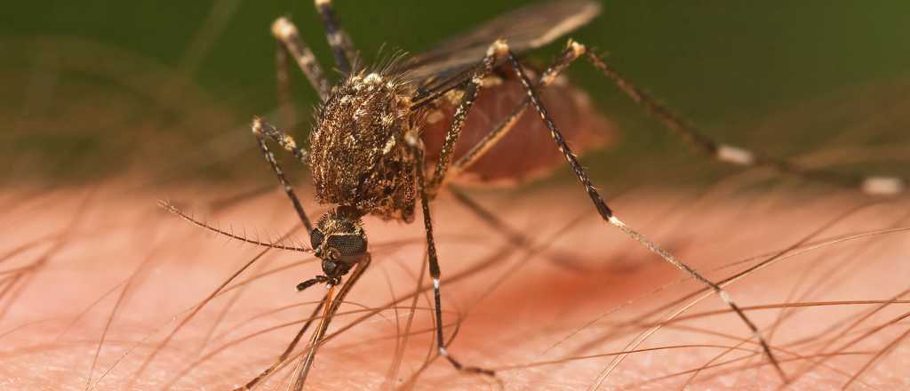 El dengue ya circula en 11 provincias y preocupa más que el coronavirus