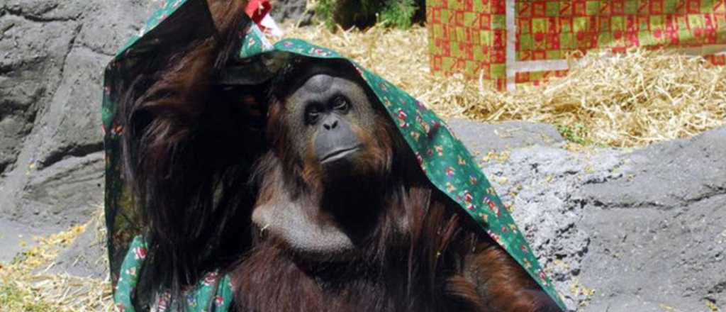 Inédito fallo reconoce a una orangutana como sujeto en Argentina