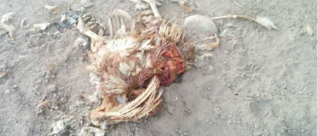 Más polémica por las gallinas maltratadas en Maipú