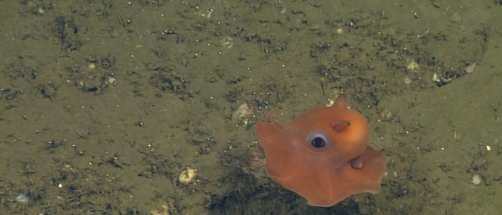 Encontraron el pulpo de la pel&iacute;cula "Buscando a Nemo"