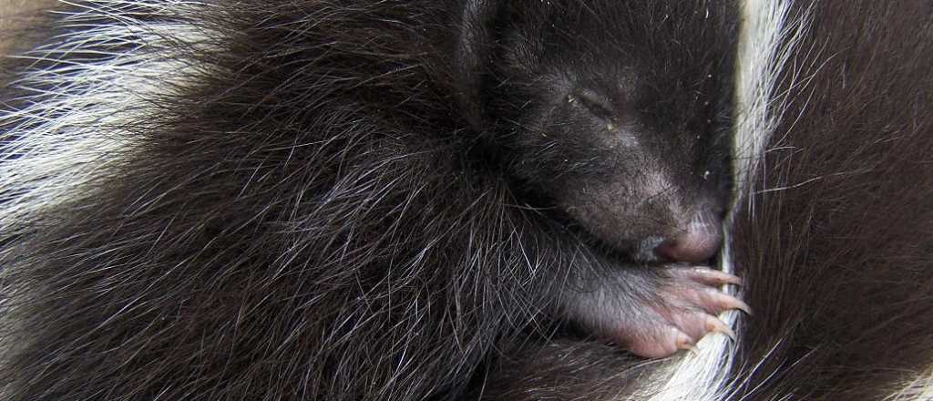 Estos son los animales más "apestosos" del mundo