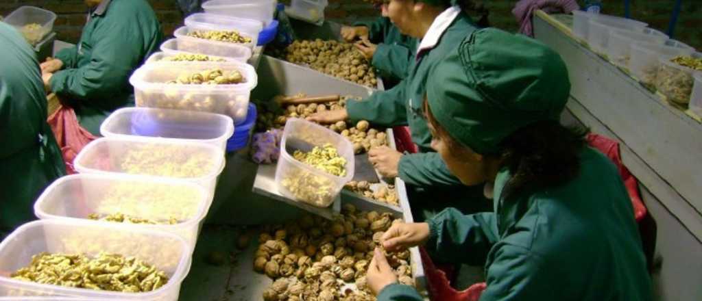 Mendoza exportó 220 toneladas de nueces a Europa