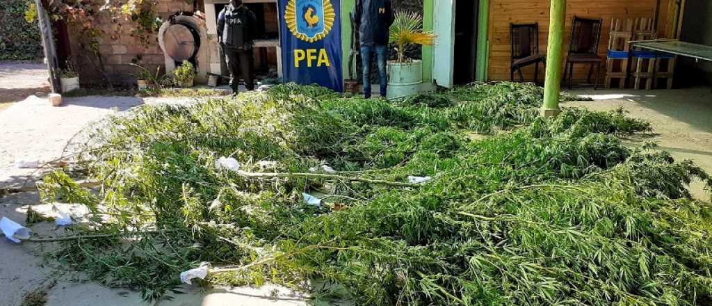 Secuestraron una "plantación" de marihuana en Maipú