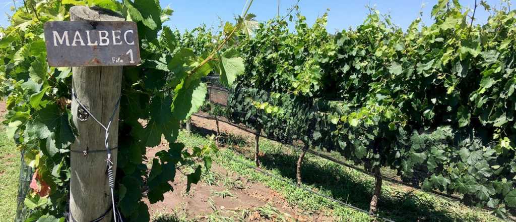 Un diputado de Buenos Aires alabó la vitivinicultura de Mendoza