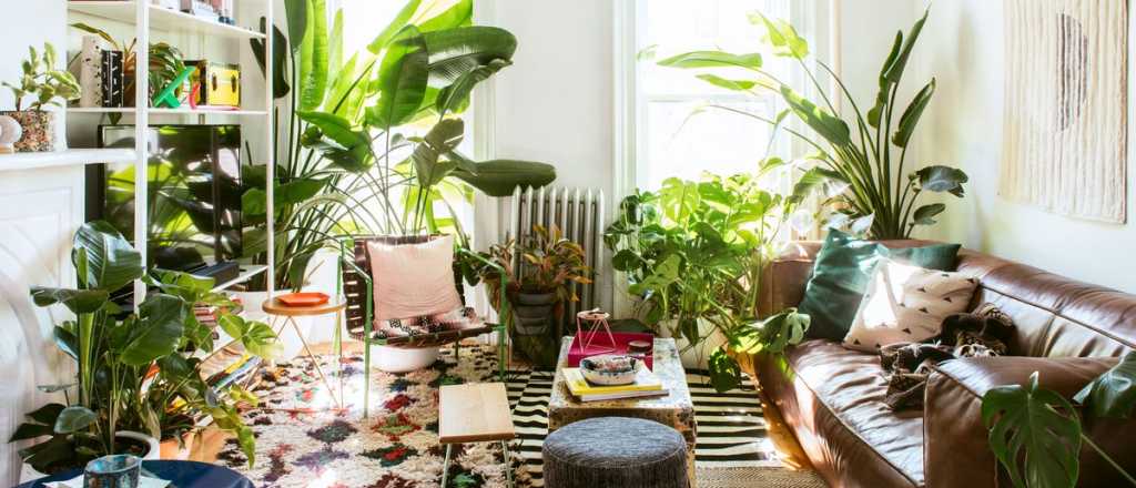 Tips para decorar tu casa con plantas de interior