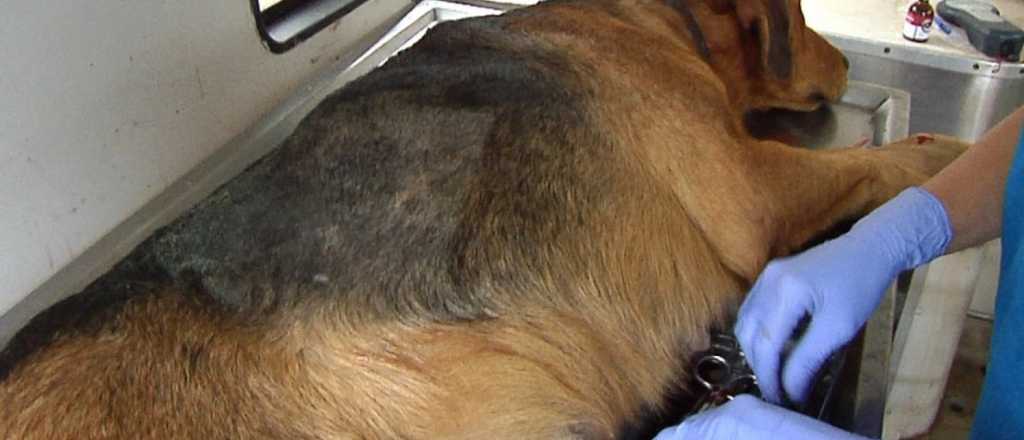 Luján regresó a los operativos de castración de animales