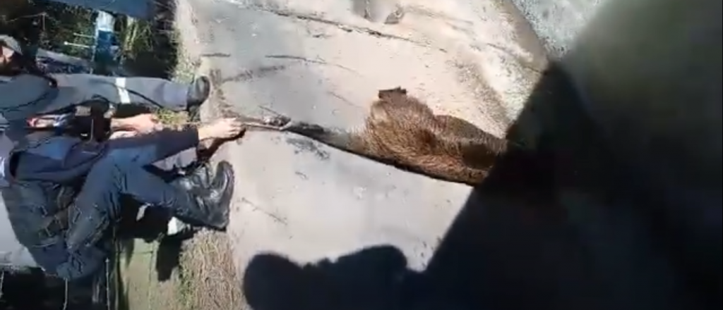 Video: Dram&aacute;tico rescate de un chancho jabal&iacute; en un canal en San Rafael