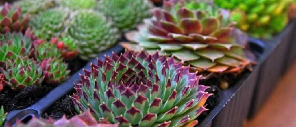 C&oacute;mo cambiar el color de tus suculentas