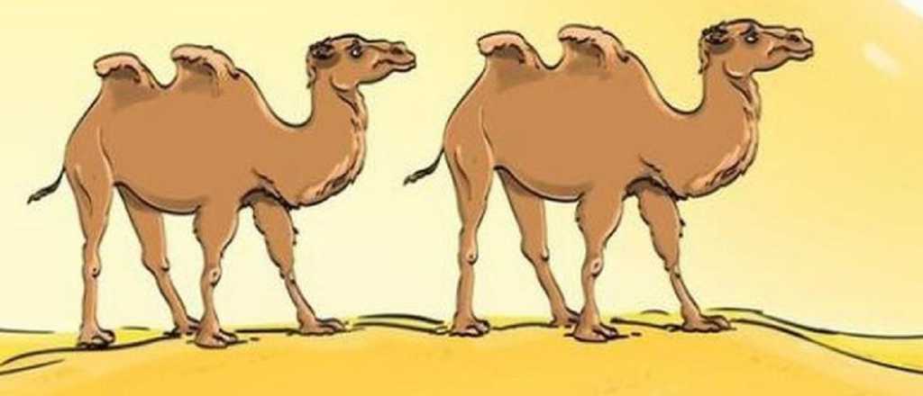 La imagen viral de los camellos en el desierto que pone a prueba tu vista