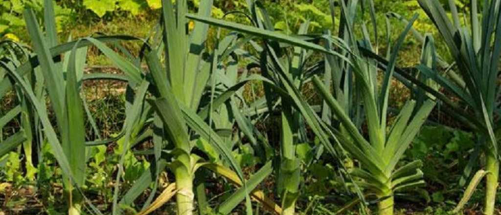C&oacute;mo cultivar puerros, la verdura que se adapta a todo