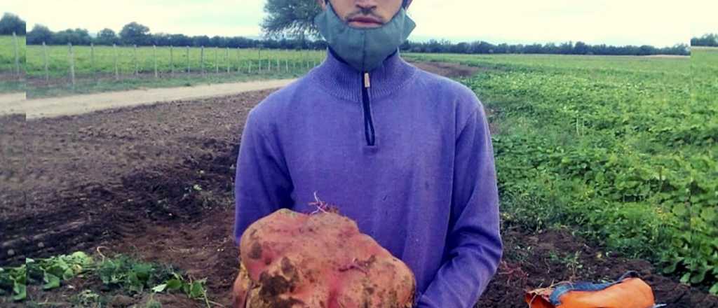 Cosecharon una batata gigante en San Luis: pesa casi 10 kilos