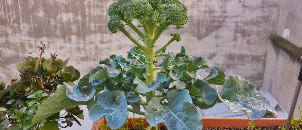 Los mejores consejos para cultivar brócoli en casa