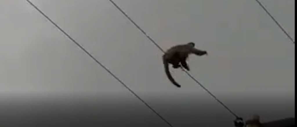 Video: un mono suelto en Godoy Cruz murió al recibir una descarga eléctrica