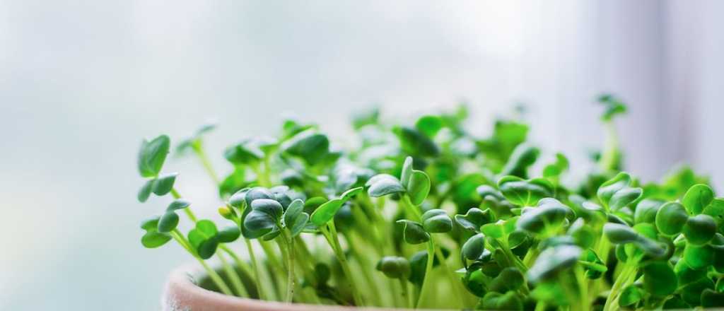 Microgreens, tendencia mundial: qué aportan y cómo cultivarlos en casa