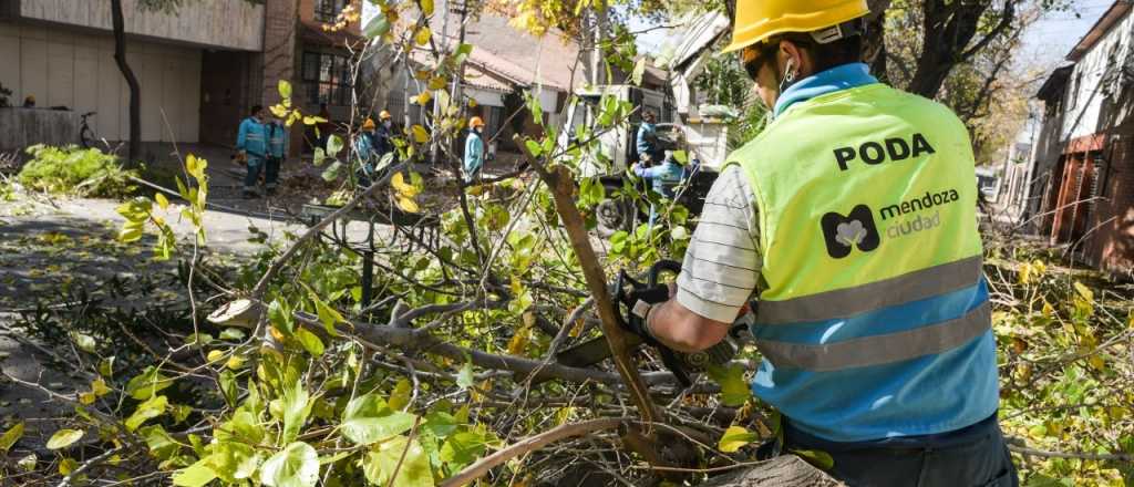 Atención conductores, este es el cronograma de poda en Ciudad