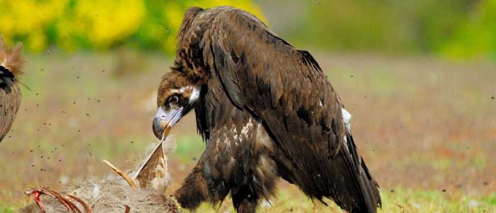 Crónicas del subsuelo: La fauna del infierno