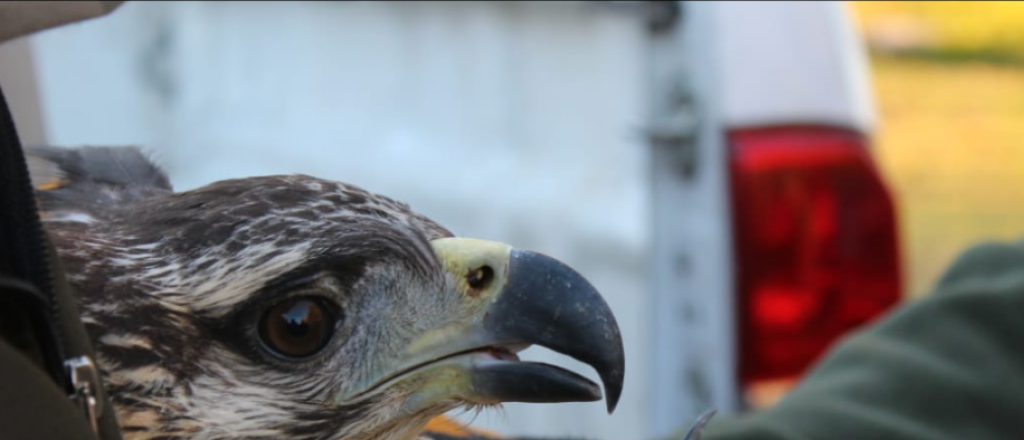 Rescataron en Ñacuñán un pichon de águila coronada